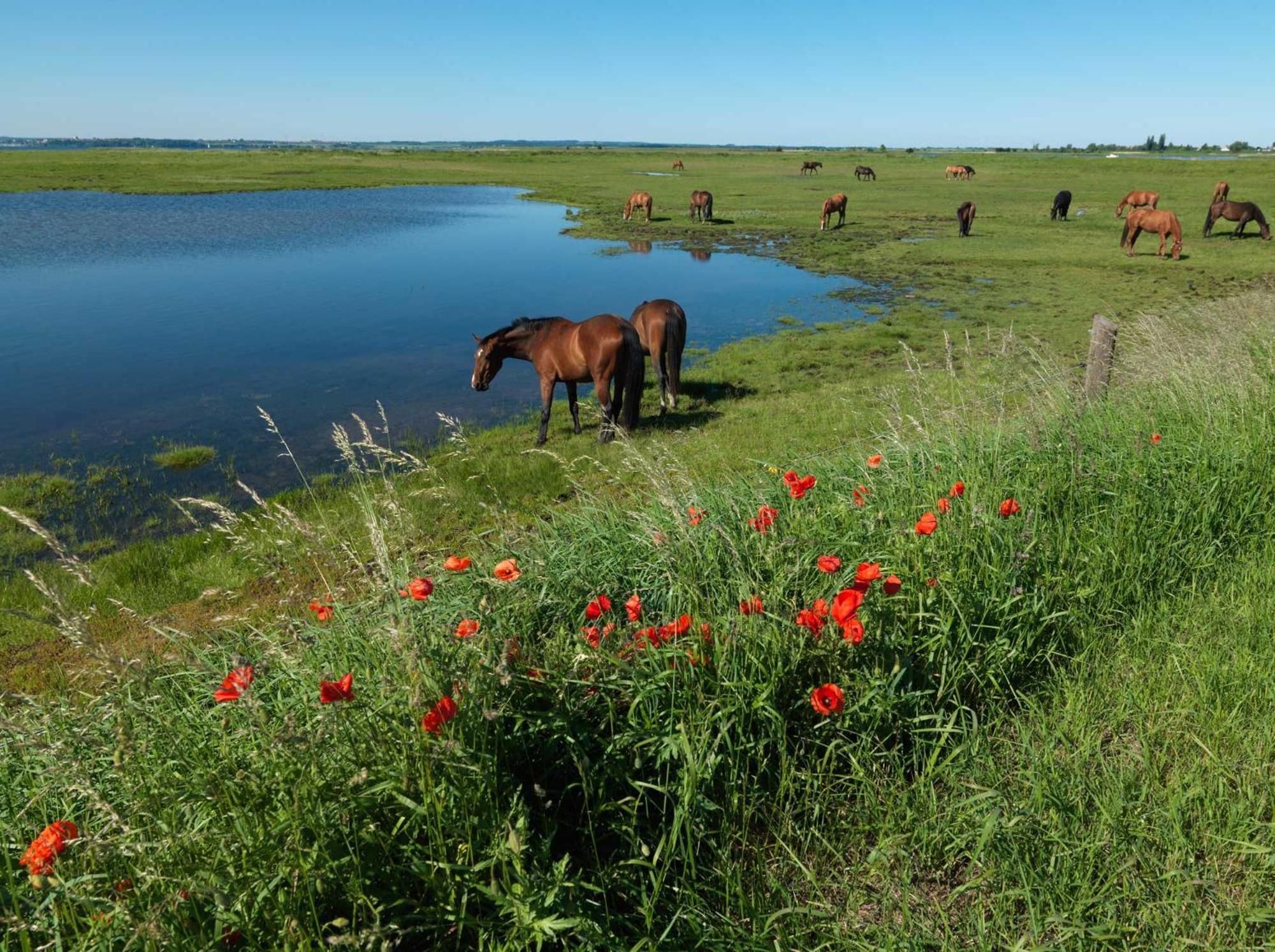 Inselhaeuser Kaltenhof Inselhaus Poel 1 Eksteriør billede